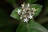  (Psychotria clausa - LO_048)  @11 [ ] CreativeCommons - Attribution Non-Commercial Share-Alike (2012) Steven Dessein National Botanic Garden of Belgium