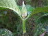  (Psychotria eladii - LO_018)  @11 [ ] CreativeCommons - Attribution Non-Commercial Share-Alike (2012) Olivier Lachenaud National Botanic Garden of Belgium