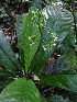  (Psychotria foliosa - LO_140)  @11 [ ] CreativeCommons - Attribution Non-Commercial Share-Alike (2012) Olivier Lachenaud National Botanic Garden of Belgium