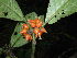  (Psychotria geophylax - LO_107)  @11 [ ] CreativeCommons - Attribution Non-Commercial Share-Alike (2012) Olivier Lachenaud National Botanic Garden of Belgium