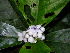  (Psychotria globosa var. globosa - LO_118)  @11 [ ] CreativeCommons - Attribution Non-Commercial Share-Alike (2012) Olivier Lachenaud National Botanic Garden of Belgium