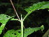  (Psychotria ingentifolia - LO_094)  @11 [ ] CreativeCommons - Attribution Non-Commercial Share-Alike (2012) Olivier Lachenaud National Botanic Garden of Belgium