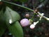  (Psychotria klainei - LO_193)  @11 [ ] CreativeCommons - Attribution Non-Commercial Share-Alike (2012) Olivier Lachenaud National Botanic Garden of Belgium