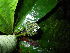  (Psychotria kupensis - LO_141)  @11 [ ] CreativeCommons - Attribution Non-Commercial Share-Alike (2012) Olivier Lachenaud National Botanic Garden of Belgium