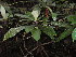  (Psychotria ledermannii - LO_081)  @11 [ ] CreativeCommons - Attribution Non-Commercial Share-Alike (2012) Olivier Lachenaud National Botanic Garden of Belgium