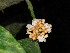  (Psychotria lehmbachii - LO_104)  @11 [ ] CreativeCommons - Attribution Non-Commercial Share-Alike (2012) Olivier Lachenaud National Botanic Garden of Belgium