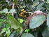  (Psychotria mazaruniensis - LO_315)  @11 [ ] CreativeCommons - Attribution Non-Commercial Share-Alike (2012) Olivier Lachenaud National Botanic Garden of Belgium