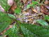  (Psychotria medusula - LO_256)  @11 [ ] CreativeCommons - Attribution Non-Commercial Share-Alike (2012) Olivier Lachenaud National Botanic Garden of Belgium