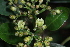 (Psychotria moseskemei - LO_135)  @11 [ ] CreativeCommons - Attribution Non-Commercial Share-Alike (2012) Steven Dessein National Botanic Garden of Belgium