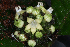  (Psychotria nigerica - LO_098)  @11 [ ] CreativeCommons - Attribution Non-Commercial Share-Alike (2012) Steven Dessein National Botanic Garden of Belgium