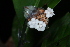  ( - LO_096)  @11 [ ] CreativeCommons - Attribution Non-Commercial Share-Alike (2012) Steven Dessein National Botanic Garden of Belgium