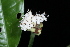  ( - LO_106)  @11 [ ] CreativeCommons - Attribution Non-Commercial Share-Alike (2012) Steven Dessein National Botanic Garden of Belgium
