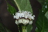  ( - LO_131)  @11 [ ] CreativeCommons - Attribution Non-Commercial Share-Alike (2012) Steven Dessein National Botanic Garden of Belgium