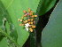  (Psychotria piolampra - LO_125)  @11 [ ] CreativeCommons - Attribution Non-Commercial Share-Alike (2012) Olivier Lachenaud National Botanic Garden of Belgium