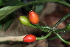  (Psychotria potanthera - LO_092)  @11 [ ] CreativeCommons - Attribution Non-Commercial Share-Alike (2012) Steven Dessein National Botanic Garden of Belgium