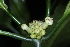  (Psychotria psychotrioides - LO_102)  @11 [ ] CreativeCommons - Attribution Non-Commercial Share-Alike (2012) Steven Dessein National Botanic Garden of Belgium