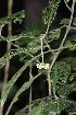  (Psychotria retrofracta - LO_170)  @11 [ ] CreativeCommons - Attribution Non-Commercial Share-Alike (2012) Steven Dessein National Botanic Garden of Belgium