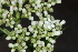  (Psychotria succulenta - LO_132)  @11 [ ] CreativeCommons - Attribution Non-Commercial Share-Alike (2012) Steven Dessein National Botanic Garden of Belgium