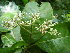  ( - LO_027)  @11 [ ] CreativeCommons - Attribution Non-Commercial Share-Alike (2012) Olivier Lachenaud National Botanic Garden of Belgium