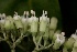  (Psychotria venosa - LO_159)  @11 [ ] CreativeCommons - Attribution Non-Commercial Share-Alike (2012) Steven Dessein National Botanic Garden of Belgium