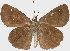  (Staphylus floridus - NVG-18058E05)  @11 [ ] by-nc-sa (2022) Unspecified University of Texas Southwestern