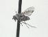  ( - CNC573157)  @11 [ ] CreativeCommons - Attribution Non-Commercial Share-Alike   (2016) Jeff Cumming Canadian National Collection of Insects