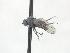  ( - CNC573212)  @11 [ ] CreativeCommons - Attribution Non-Commercial Share-Alike   (2016) Jeff Cumming Canadian National Collection of Insects