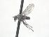  ( - CNC573213)  @11 [ ] CreativeCommons - Attribution Non-Commercial Share-Alike   (2016) Jeff Cumming Canadian National Collection of Insects