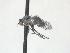  ( - CNC573299)  @11 [ ] CreativeCommons - Attribution Non-Commercial Share-Alike   (2016) Jeff Cumming Canadian National Collection of Insects