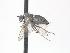 (Parathalassius sp. 2 - CNC574847)  @11 [ ] CreativeCommons - Attribution Non-Commercial Share-Alike   (2016) Jeff Cumming Canadian National Collection of Insects