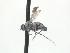  ( - CNC574937)  @11 [ ] CreativeCommons - Attribution Non-Commercial Share-Alike   (2016) Jeff Cumming Canadian National Collection of Insects
