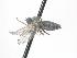  ( - CNC576883)  @11 [ ] CreativeCommons - Attribution Non-Commercial Share-Alike   (2016) Jeff Cumming Canadian National Collection of Insects