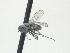  ( - CNC580869)  @11 [ ] CreativeCommons - Attribution Non-Commercial Share-Alike   (2016) Jeff Cumming Canadian National Collection of Insects