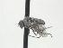  ( - CNC580886)  @11 [ ] CreativeCommons - Attribution Non-Commercial Share-Alike   (2016) Jeff Cumming Canadian National Collection of Insects