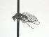  ( - CNC588228)  @11 [ ] CreativeCommons - Attribution Non-Commercial Share-Alike   (2016) Jeff Cumming Canadian National Collection of Insects
