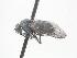 ( - CNC588236)  @13 [ ] CreativeCommons - Attribution Non-Commercial Share-Alike   (2016) Jeff Cumming Canadian National Collection of Insects