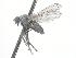  ( - CNC588237)  @13 [ ] CreativeCommons - Attribution Non-Commercial Share-Alike   (2016) Jeff Cumming Canadian National Collection of Insects