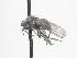  ( - CNC588240)  @11 [ ] CreativeCommons - Attribution Non-Commercial Share-Alike   (2016) Jeff Cumming Canadian National Collection of Insects