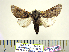  ( - BC-PTh1146)  @11 [ ] Copyright (2015) Paul Thiaucourt Research Collection of Paul Thiaucourt