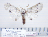  (Tecmessa elegans - BC-PTh1185)  @14 [ ] Copyright (2015) Paul Thiaucourt Research Collection of Paul Thiaucourt