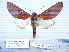  (Hapigia goya - BC-PTh1202)  @13 [ ] Copyright (2015) Paul Thiaucourt Research Collection of Paul Thiaucourt