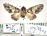  ( - BC-PTh1235)  @13 [ ] Copyright (2015) Carlos Mielke Research Collection of Carlos Mielke