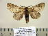  ( - BC-PTh0970)  @13 [ ] Copyright (2011) Paul Thiaucourt Research Collection of Paul Thiaucourt
