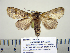  ( - BC-PTh0993)  @13 [ ] Copyright (2011) Paul Thiaucourt Research Collection of Paul Thiaucourt