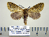  ( - BC-PTh0994)  @13 [ ] Copyright (2011) Paul Thiaucourt Research Collection of Paul Thiaucourt