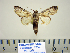  ( - BC-PTh1008)  @11 [ ] Copyright (2011) Paul Thiaucourt Research Collection of Paul Thiaucourt