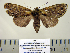  ( - BC-PTh1039)  @13 [ ] Copyright (2011) Paul Thiaucourt Research Collection of Paul Thiaucourt