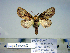  ( - Bb6-6b-10 B2840-65)  @13 [ ] Copyright (2010) Unspecified Research Collection of Paul Thiaucourt