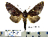  (Hapigia abscondens - Ef8-1-1 B2840-92)  @14 [ ] Copyright (2010) Unspecified Research Collection of Paul Thiaucourt