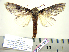  (Schizura obligata - BC-PTh1090)  @13 [ ] CreativeCommons - Attribution (2015) Paul Thiaucourt Research Collection of Paul Thiaucourt